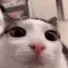 plink