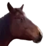 anc_Cavalo