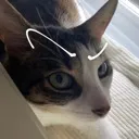 cat_eyebrow_raise Discord Emoji