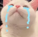 catcry