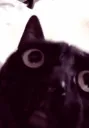 rage_cat