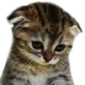 sadge