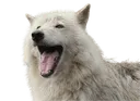 WolfHappy WolfHappy