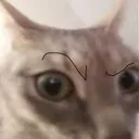 catraisedeyebrow