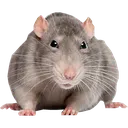 Rat