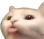 CatTonge Discord Emoji
