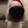 SNIFFA SNIFFA