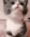 catLeave catLeave