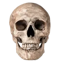Skull2