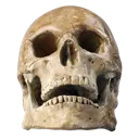 Skull5