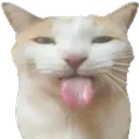 Cat Tongue cat_tongue Discord Emoji