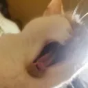 bonscrem