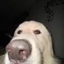 Dumblookingass