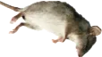 deadrat