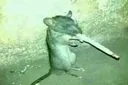 rato