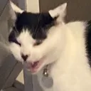 3205catscream Discord Emoji