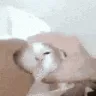 NomCat