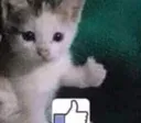 thumbupcat