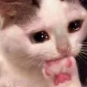 catawr Discord Emoji