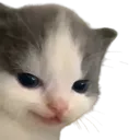 hihi hihi