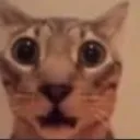 catshock