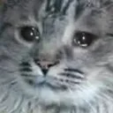 SadCat