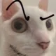 catBrow