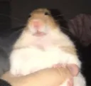 Ugly_hamster
