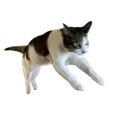 c_cathop