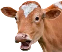 pogcow Discord Emoji