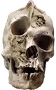 skull skull