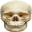 skull
