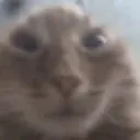 Cat Crazy Discord Emoji