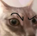 gato_bro_que_haces
