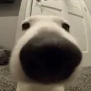 WhatTheDogDoin