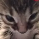 cat_angry