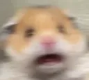 dr_scaredhamster dr_scaredhamster