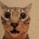 CatWTF