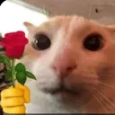 flowercatto
