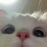 peek