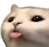 cattongue cattongue