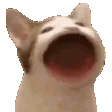 3_popCat
