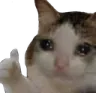 thumbsupcat