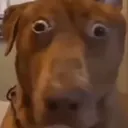 Bro