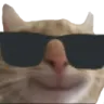 sunglasses_cat