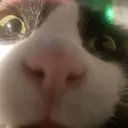 catwhat