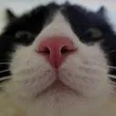catjudgment