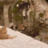 catsus