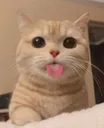 cat Discord Emoji