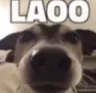 laoo laoo